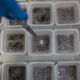 One day scientists could use technology like gene drive to engineer away pests like mosquitoes. IMAGE: Getty Images